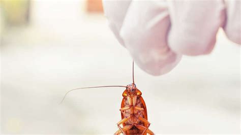 Roach Poop: What Does Cockroach Droppings Look Like? - A.N.T. Pest Control