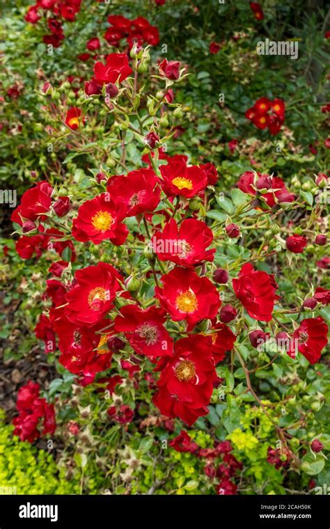 English garden summer roses red rose bush border flower flowers hi-res ...