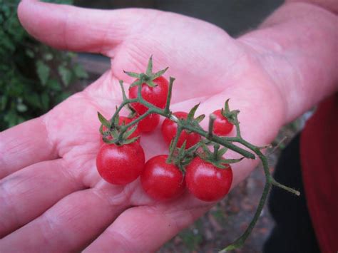 Everglades Tomato (30+ Seeds) - Florida Seed & Garden