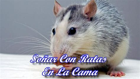 Qu Significa So Ar Con Ratas En La Cama Significados Y M S