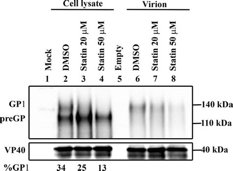 Statin Inhibits Gp Processing And Incorporation Of Gp Into Ebov