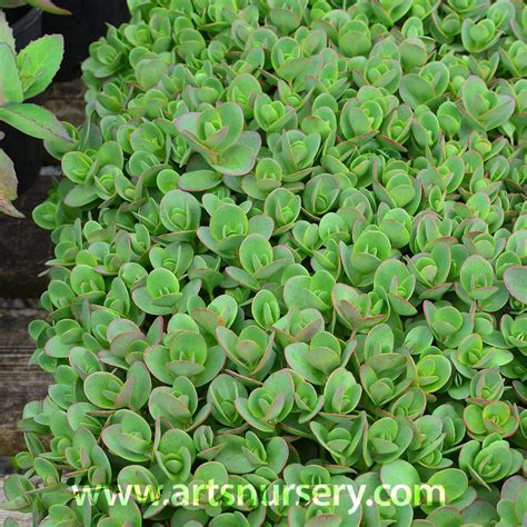 Sedum Lime Zinger At Arts Nursery