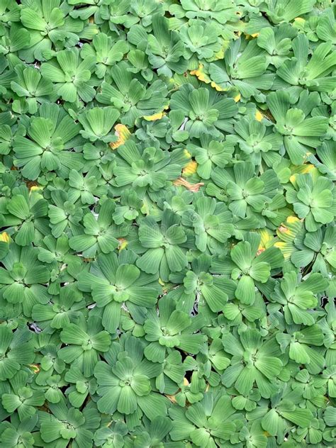 Top View of Pistia Stratiotes, a Type of Floating Flower. Stock Image ...