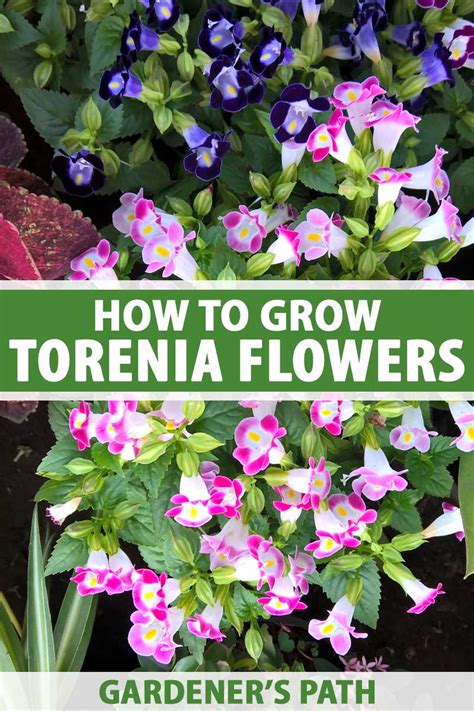 How To Grow And Care For Torenia Wishbone Flowers Gardeners Path