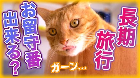 猫はお留守番で長期旅行に行くベストな方法 Youtube