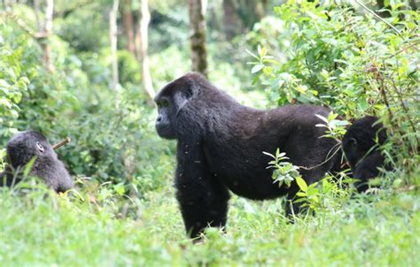 Gorilla Trekking Safari In Bwindi National Park Day Bamboo Ecotours