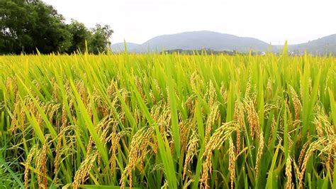 Plantação De Arroz Saiba Como Aumentar A Lucratividade