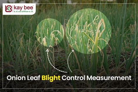 Onion Leaf Blight Control Measurement