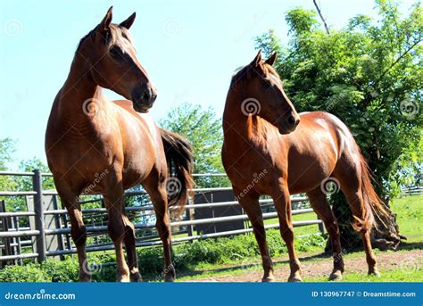 Beautifull Horses Looking Same Direction Stock Image Image Of Horses