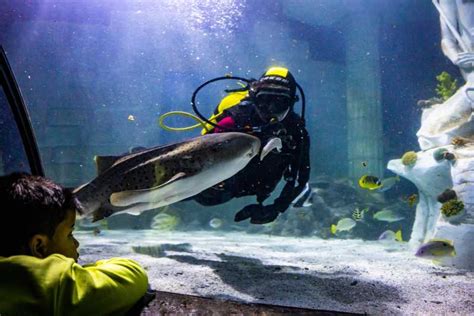 Sea Life Porto Tagesticket Getyourguide