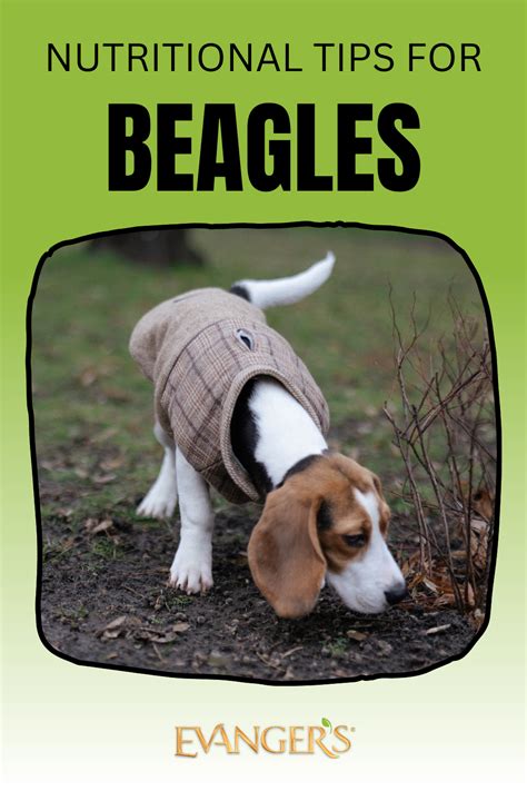 Nutritional Tips for Beagles – Evanger's Dog & Cat Food Co., Inc.