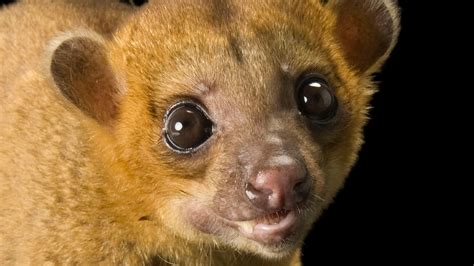 Kinkajou National Geographic