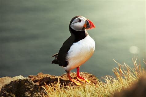 Puffin Wallpapers - Wallpaper Cave