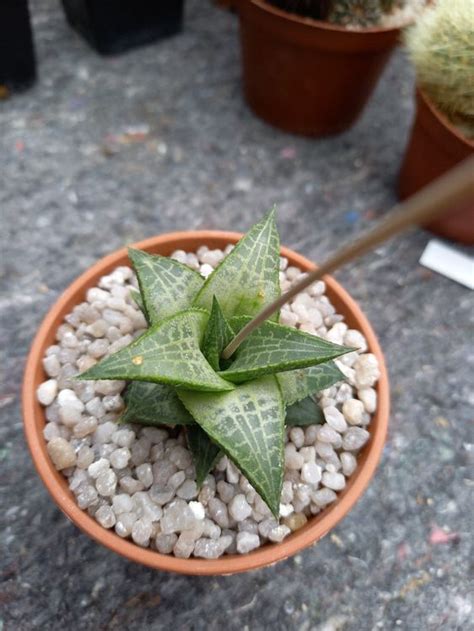 Sukkulente Haworthia Venosa Ssp Tessellata Herbstaktion Kaufen