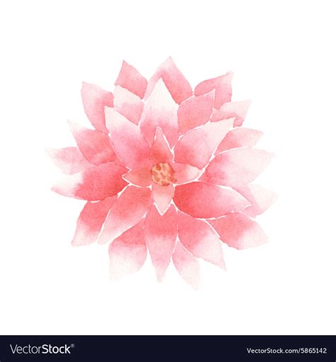 Watercolor Lotus Flower Pink Royalty Free Vector Image