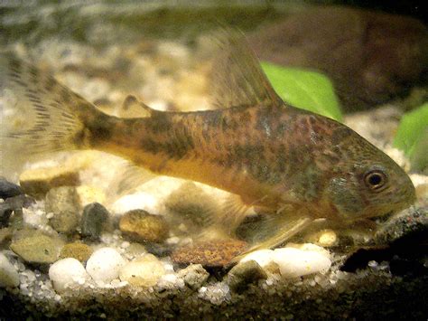 Pepper Cory Catfish Corydoras Paleatus Species Profile Care Guide