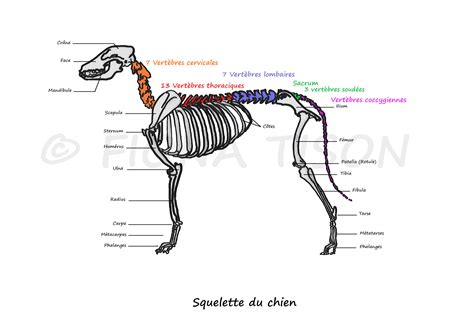 anatomie du squelette du chien Fiona Tison vétérinaire