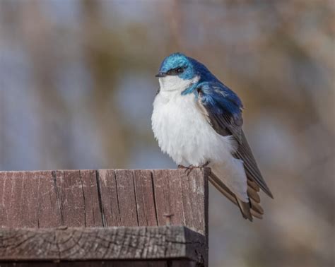 13 Stunning Small Blue Birds (With Pictures)