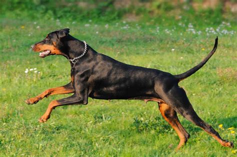 Doberman Pinscher Dog Breed Profile Personality Facts