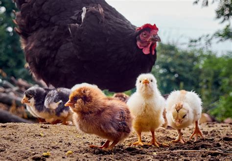 The Ultimate Guide To Sex Link Chickens As Backyard Poultry