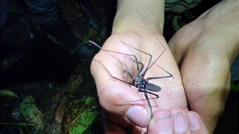 Night Safari Hiking Into Barbas Bremen From Pereira Bnb Colombia Tours