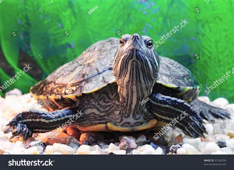 pseudemys scripta troostii slider turtle stock photo