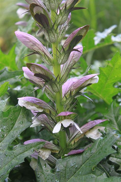 Acanthus Mollis Flower Spike