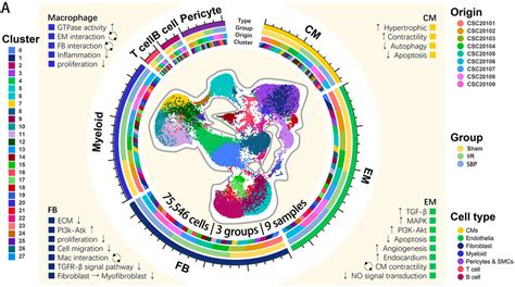 Frontiers Single Nucleus Ribonucleic Acid Sequencing And Spatial Transcriptomics Reveal The