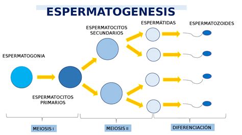 Diagrama De Espermatogenesis