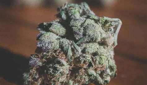 Scooby Snacks Weed Strain Information And Review