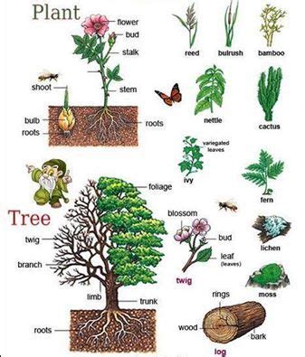 Подборка для любителей ботаники... #english #vocabulary #botany # ...