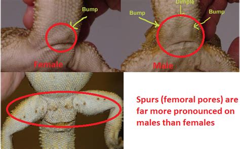 Bearded Dragon Sex Reptile Forums