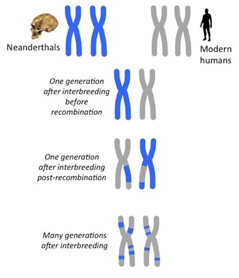 Dna Dating How Molecular Clocks Are Refining Human Evolutions Timeline