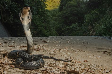 Chinese Cobra In July 2020 By Artur Tomaszek INaturalist