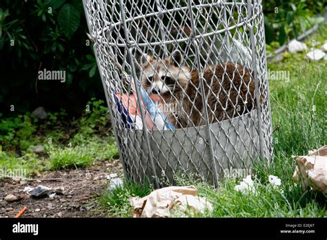 Raccoon trash hi-res stock photography and images - Alamy