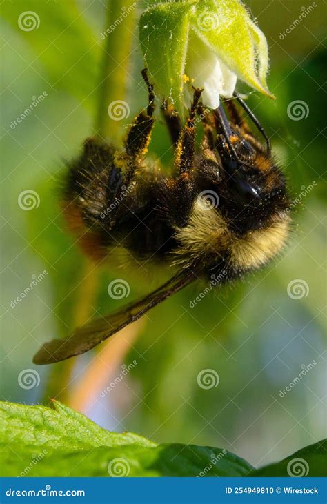 Fotografia Vertical De Uma Abelha Sobre Uma Flor Branca Num Fundo Turvo