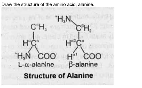 Alanine Amino Acid Structure