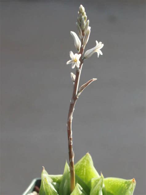 Haworthia Cymbiformis Cathedral Window Haworthia World Of Succulents