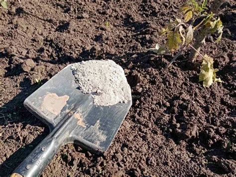 Как повысить плодородие почвы при помощи золы: вот что добавить при ...