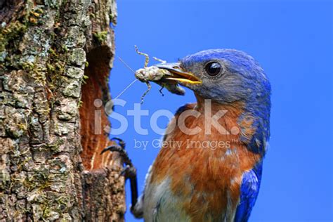 Eastern Bluebird Stock Photo | Royalty-Free | FreeImages