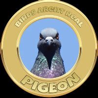 Pigeon Latest News Social Media Updates And Insights Cryptorank Io