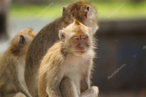 Los monos come cangrejos Macaca fascicularis también conocidos como