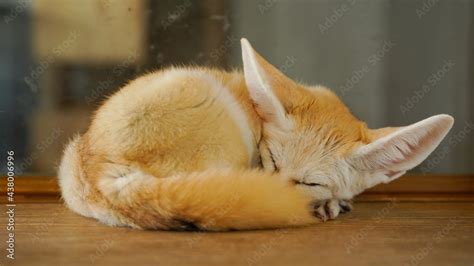 Fennec Fox The Smallest Fox With Large Ears Desert Adaptation Dwell