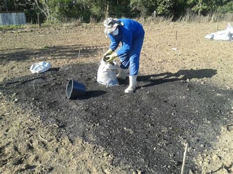 Pesquisa inédita carvão revoluciona produtividade de hortaliças Agro