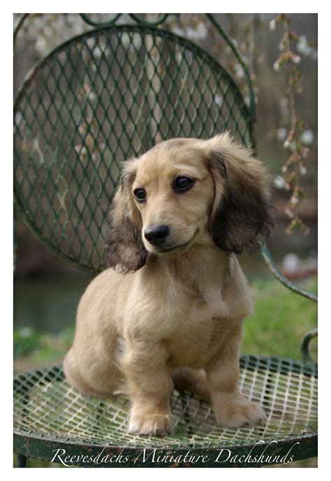 All True English Cream Dachshunds Are Long Haired Have A Black Nose