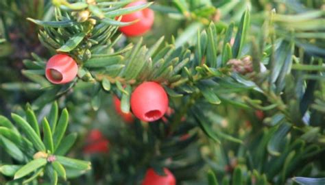 Himalayan Yew disappearing fast from Kashmir Himalayas: Expert