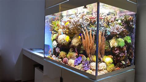 GERMAN REEF TANKS Mixed Coral Aquarium 400 Liter 100 Gallon Epic