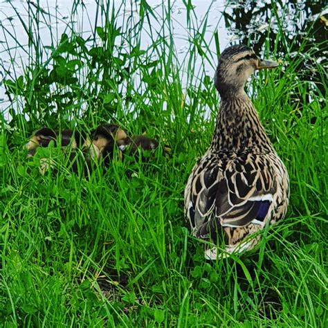 Ducks Birds Duck HD Phone Wallpaper Peakpx