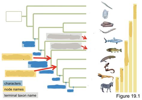 biology phylogeny diagram (chordates) Diagram | Quizlet