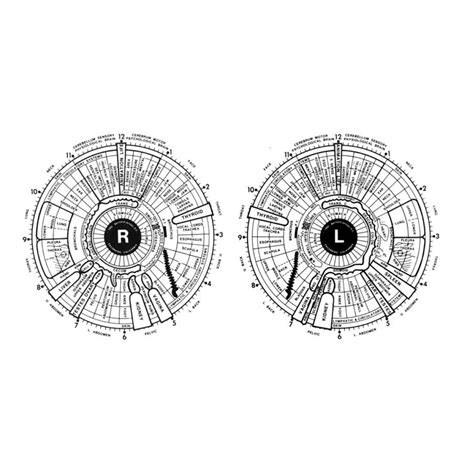 Comprehensive Iridology Sclerology Reading Etsy